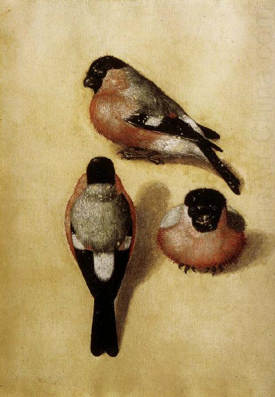 Albrecht Durer Parrot in Three Positions china oil painting image